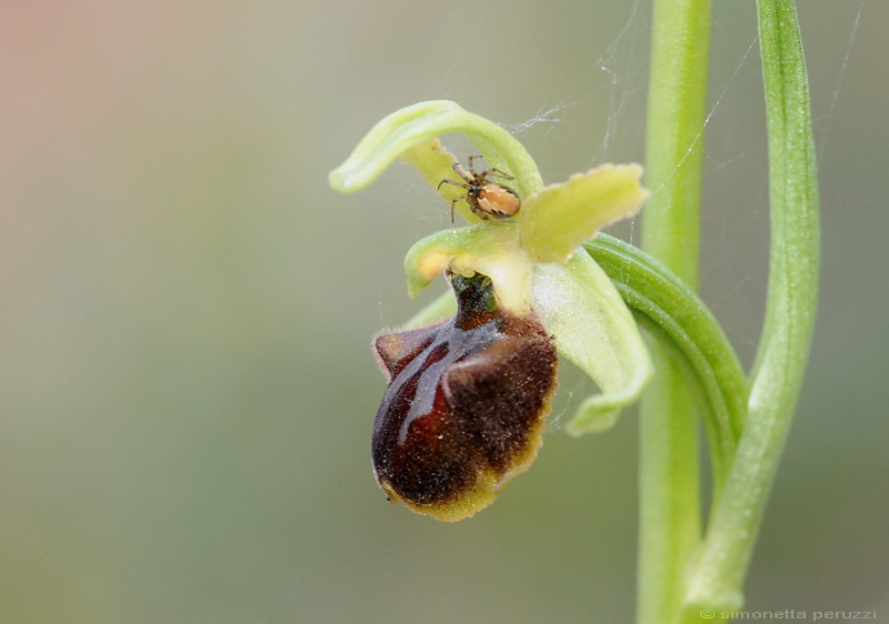 Orchidee del Chianti - Ophrys sphegodes e altre...